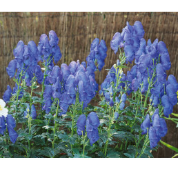 Aconitum carmichaeli ´Arendsiiˇ / Prilbica, K9