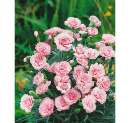Dianthus ´Perfume Pinks® ´Candy Floss´ / Voňavý klinček, bal. 3 ks, 3x K7