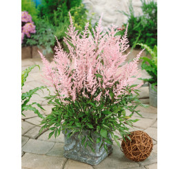 Astilbe arendsii ´Bressingham Beauty´ / Astilba bledoružová, K9