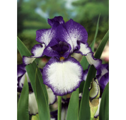 Iris germanica ´Loop the Loop´ / Kosatec nemecký, I.
