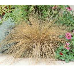 Carex buchananii / Ostrica Buchanova, K9