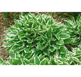Hosta undulata ´Albomarginata´, C1