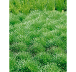 Festuca gauteri / Kostrava, K9