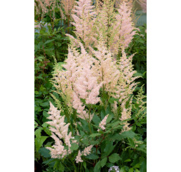 Astilbe japonica ´Europa´ / Astilba bledoružová, K9