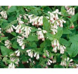 Symphytum grandiflorum ´Hidcote Pink´ / Kostihoj veľkokvetý, K9