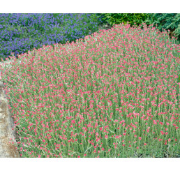 Antennaria dioica 'Rotes Wunder' / Plešivec dvojdomý, K9