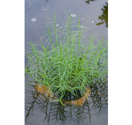 Carex muskingumensis 'Little Midge' / Ostrica muskingumenská, K9