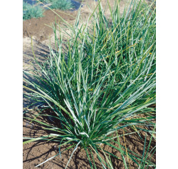 Sesleria heufleriana / Ostrevka dlhosteblová, K9
