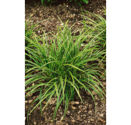 Carex morrowi ´Ice Dance´ / Ostrica, K9