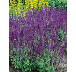 Salvia nemorosa ´Ost Friesland´ / Šalvia hájna, K9