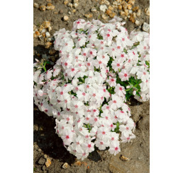 Phlox subulata ´Amazing Grace´ / Flox šidlolistý biely, K9