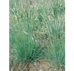 Festuca amethystina / Kostrava ametystová, K9