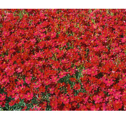 Coreopsis verticillata Limerock Ruby / Kráska, Krásnoočko, C1,5