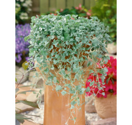 Dichondra micrantha ´Silver Falls´ / Strieborný vodopád, bal. 6 ks, 6x K7
