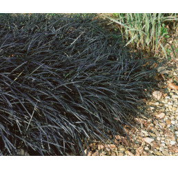 Ophiopogon planiscapus ´Nigrescens´ / Bradník, K11