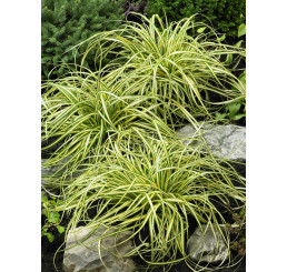 Carex oshimensis ´Evergold´ / Ostrica, K9