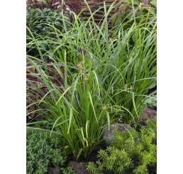 Carex grayi / Ostrica, K9