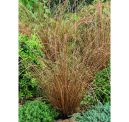 Carex buchananii / Ostrica Buchanova, K9