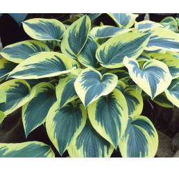 Hosta ´First Frost´ / Hosta / Funkia, K11