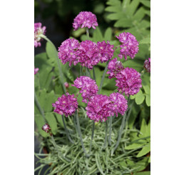 Armeria maritima 'Nifty Thrifty' / Trávnička prímorská, K9