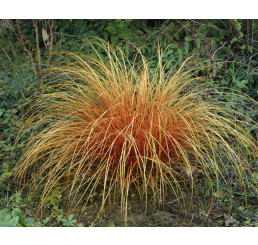 Carex comans ´Bronze Perfection´ / Ostrica, C1,5