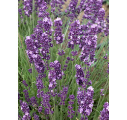 Lavandula angustifolia ´Ellegance Purple´ / Levanduľa úzkolistá, K9