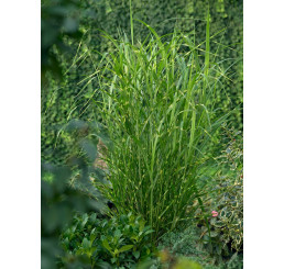 Miscanthus sin. ´Zebrinus/Strictus´ / Ozdobnica pásikavá, K11