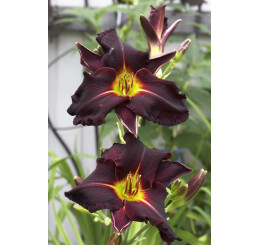 Hemerocallis ´Mix´ / Zmes ľalioviek, bal. 5 ks, I.