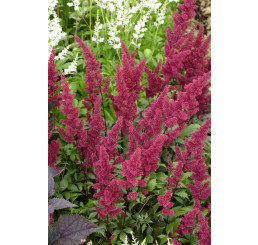 Astilbe x arendsii ´Fanal´ / Astilba, C1,5