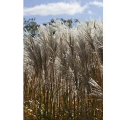 Miscanthus sinensis ´Malepartus´ / Ozdobnica čínska, C1,5