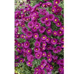 Aster dumosus ´Jenny´ / Astra krovinatá, K9