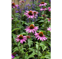 Echinacea purpurea ´Primadonna Deep Rose´/ Rudbekia purpurová, C1,5