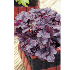 Heuchera 'Midnight Rose' / Heuchera, K11