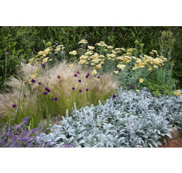 Kolekcia 24 trvaliek, bal. 24 ks, 24x K9