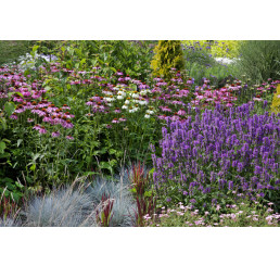 Kolekcia 12 trvaliek, bal. 12 ks, 12x K9