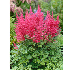 Astilbe arendsii ´Bella´ / Astilba ružová, C1