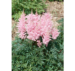 Astilbe arendsii ´Sister Theresa´ / Astilba, C1 