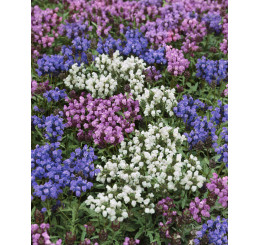 Prunella grandiflora ´Alba´ / Prunela, K9