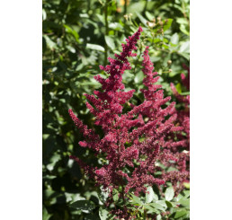 Astilbe japonica 'Red Sentinel' / Astilba japonská, K9