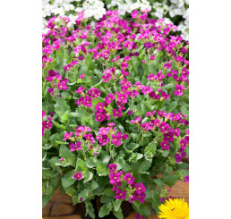 Arabis caucasica 'Little Treasure Deep Rose'/ Arábka alpínska, kaukazská, K9