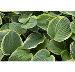 Hosta ´Aureomarginata´ / Hosta / Funkia, K9