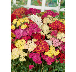 Achillea millefolium F2 'Summer Pastels'/ Rebríček obyč., Myší chvost, K9