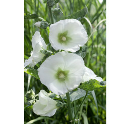 Alcea rosea Polarstar / Topoľovka biela, Ibiš biely, K9