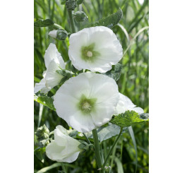 Alcea rosea Polarstar / Topoľovka biela, Ibiš biely, C1,5