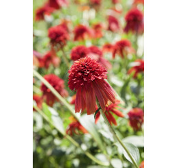 Echinacea purpurea 'Hot Papaya'® / Echinacea purpurová, C2