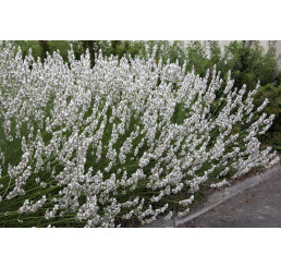 Lavandula angustifolia ´Edelweis´ / Levanduľa úzkolistá, K9