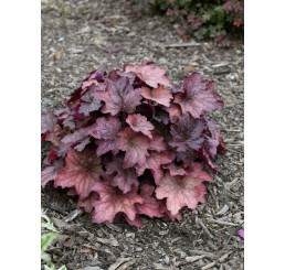 Heuchera 'Georgia Peach' / Heuchera, K11