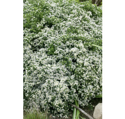 Aster ericoides 'Snowflurry' / Astra vresovcovitá ´Snehová prehánka´, K9