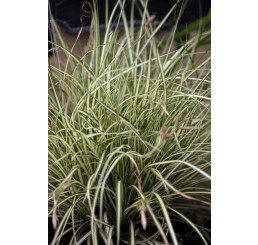 Carex oshimensis ´Evergold´ / Ostrica, K9