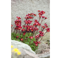 Saxifraga arendsii ´Higlander Red´ / Lomikameň, C1,5